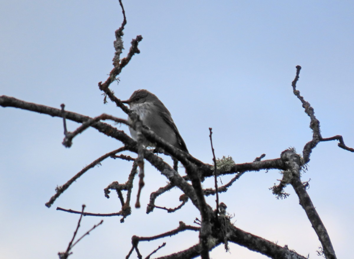 Spotted Flycatcher - ML642106991