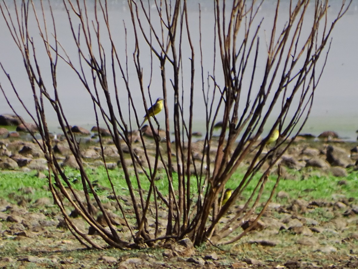 Western Yellow Wagtail - ML642107001