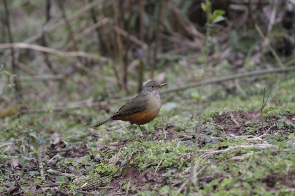 Rufous-bellied Thrush - ML642107002