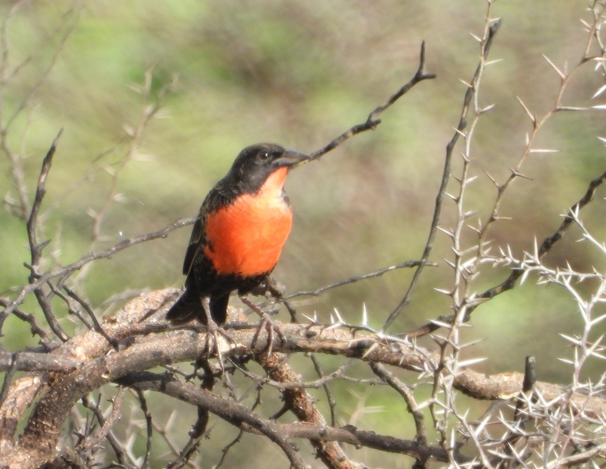 Red-breasted Meadowlark - ML642107007