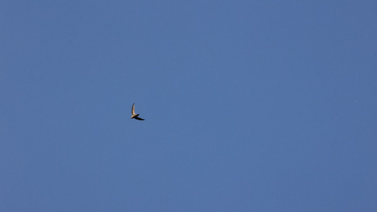 Chimney Swift - ML642107020