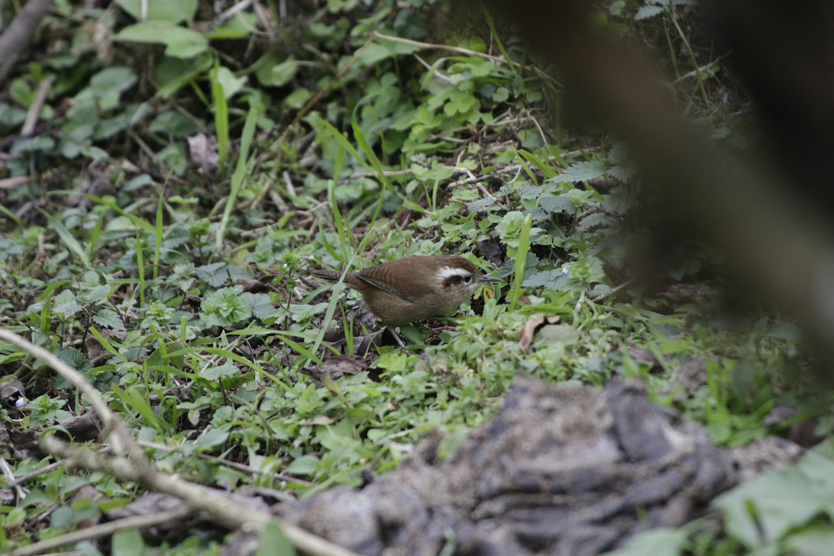 Mountain Wren - ML642107022