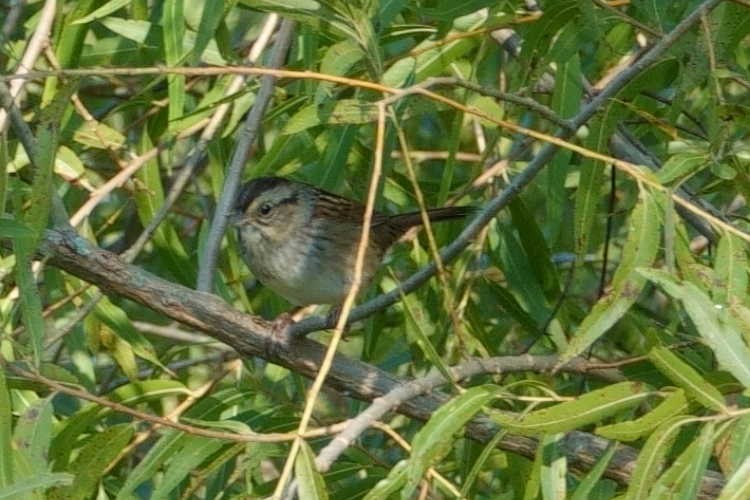 Swamp Sparrow - ML642107036