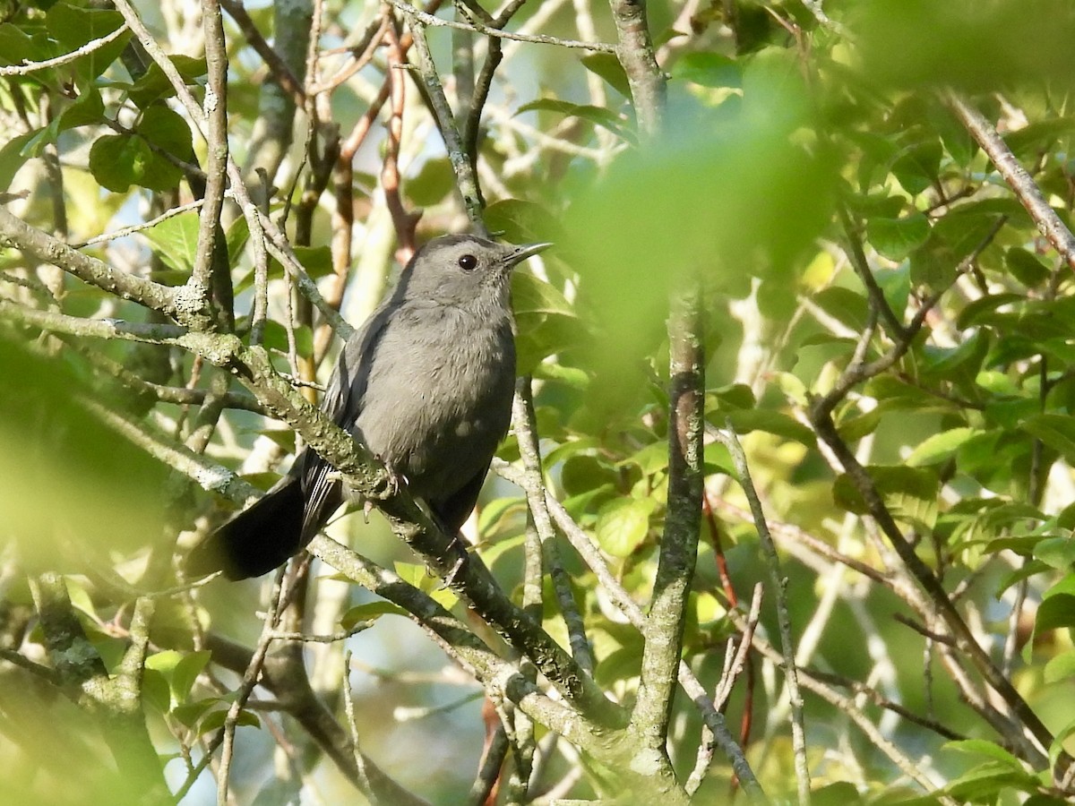 Gray Catbird - ML642107041