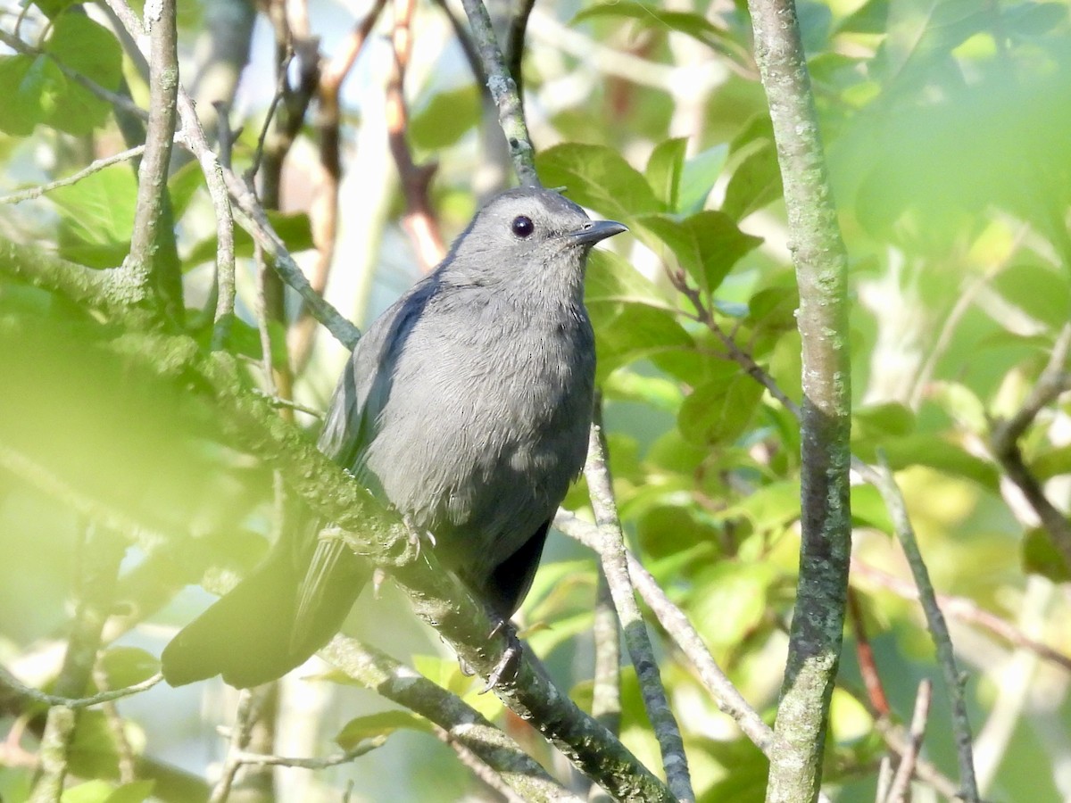 Gray Catbird - ML642107042