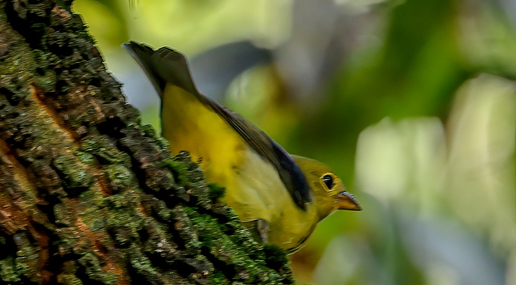 Scarlet Tanager - ML642107051