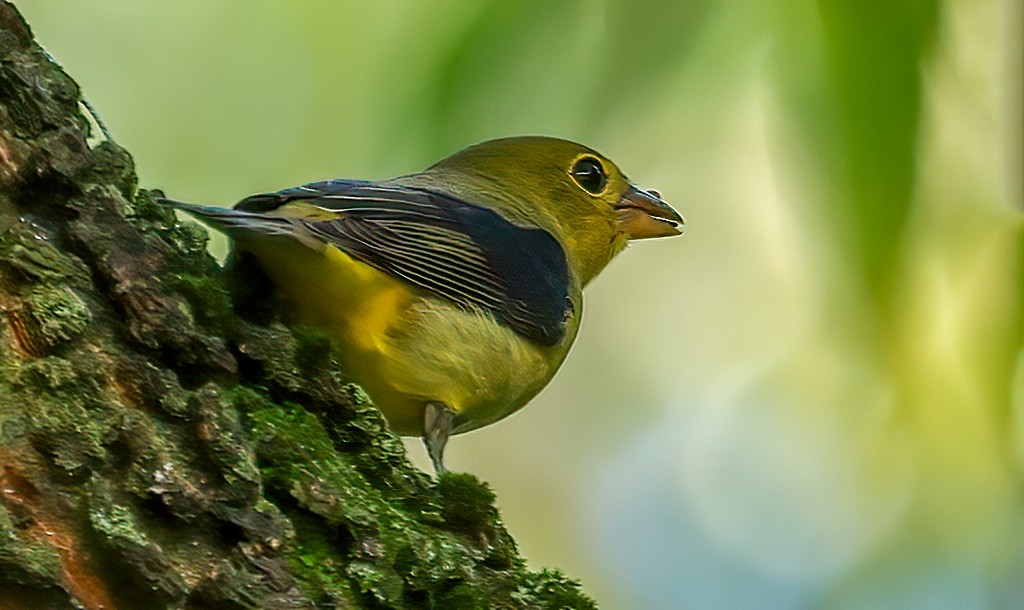 Scarlet Tanager - ML642107053