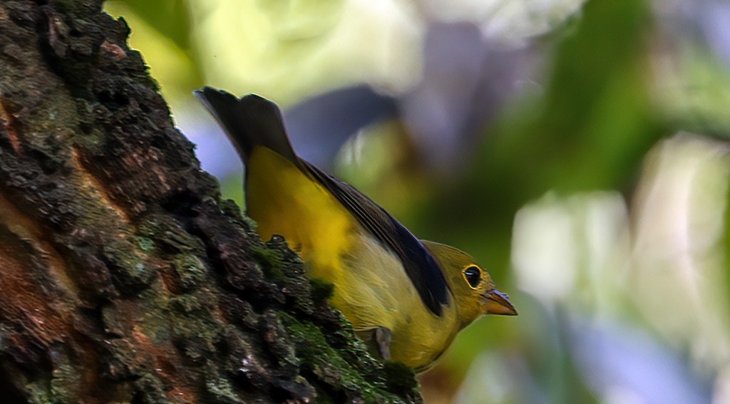Scarlet Tanager - ML642107054