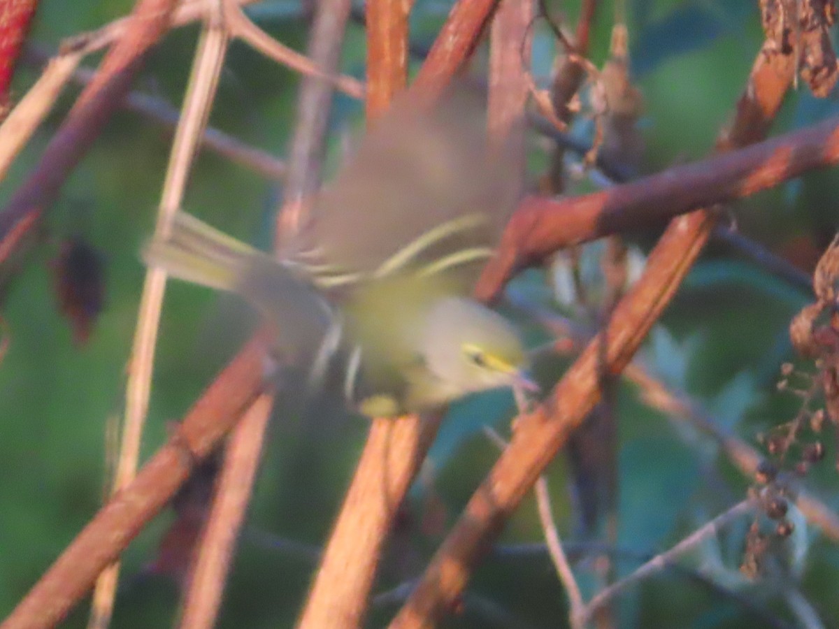 White-eyed Vireo - ML642107061