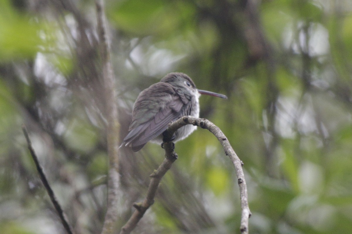 White-bellied Hummingbird - ML642107064