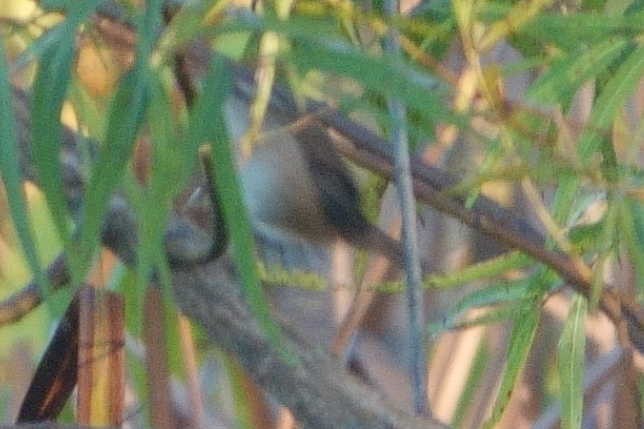 Marsh Wren - ML642107073
