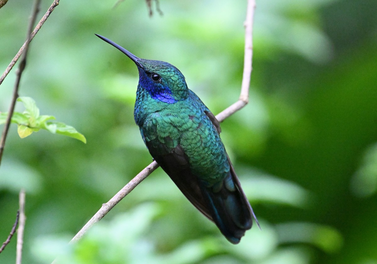 Colibri cyanote - ML642107074