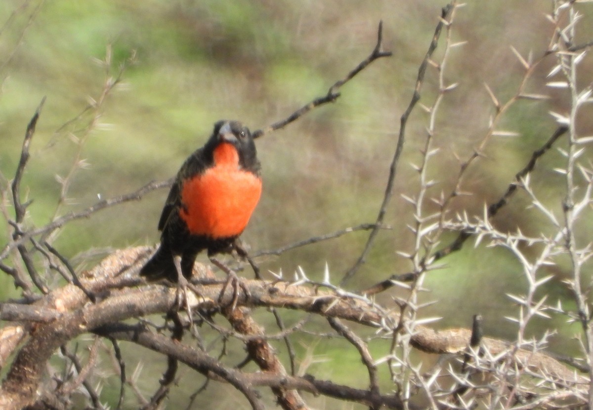 Red-breasted Meadowlark - ML642107076
