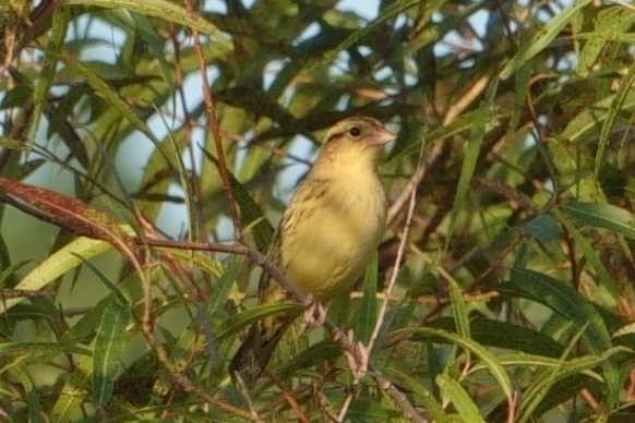 Bobolink - ML642107083