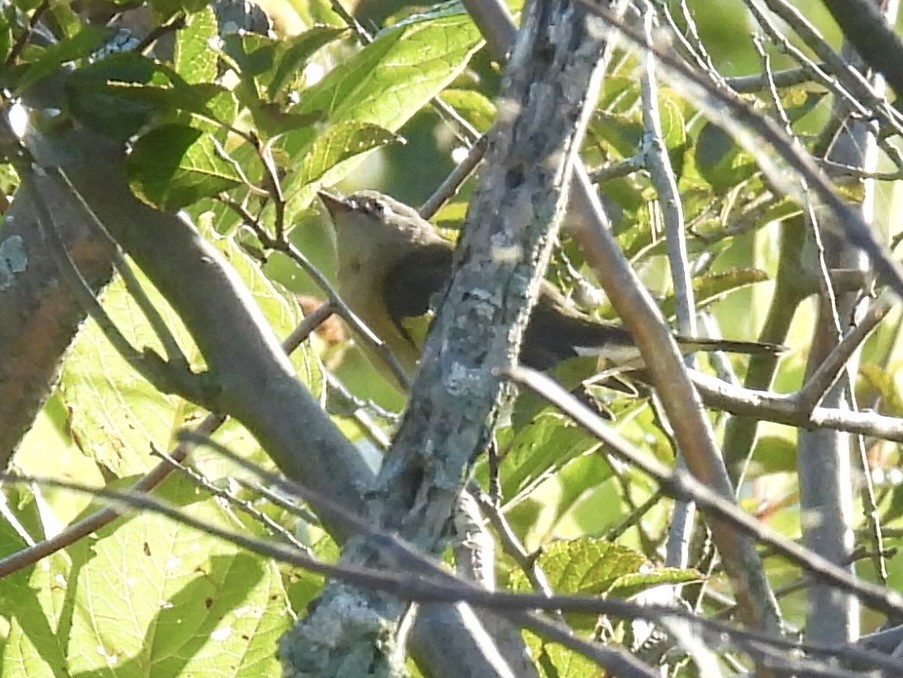American Redstart - ML642107086
