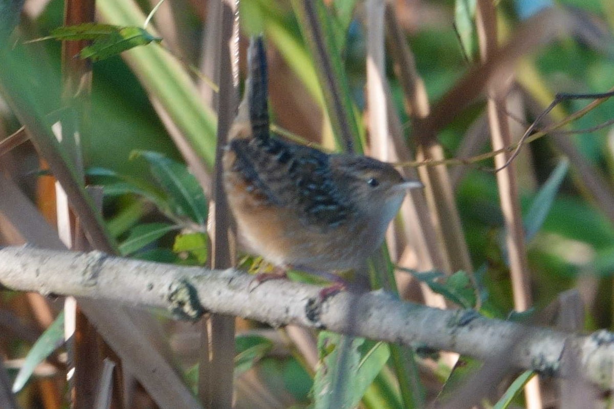 Sedge Wren - ML642107107