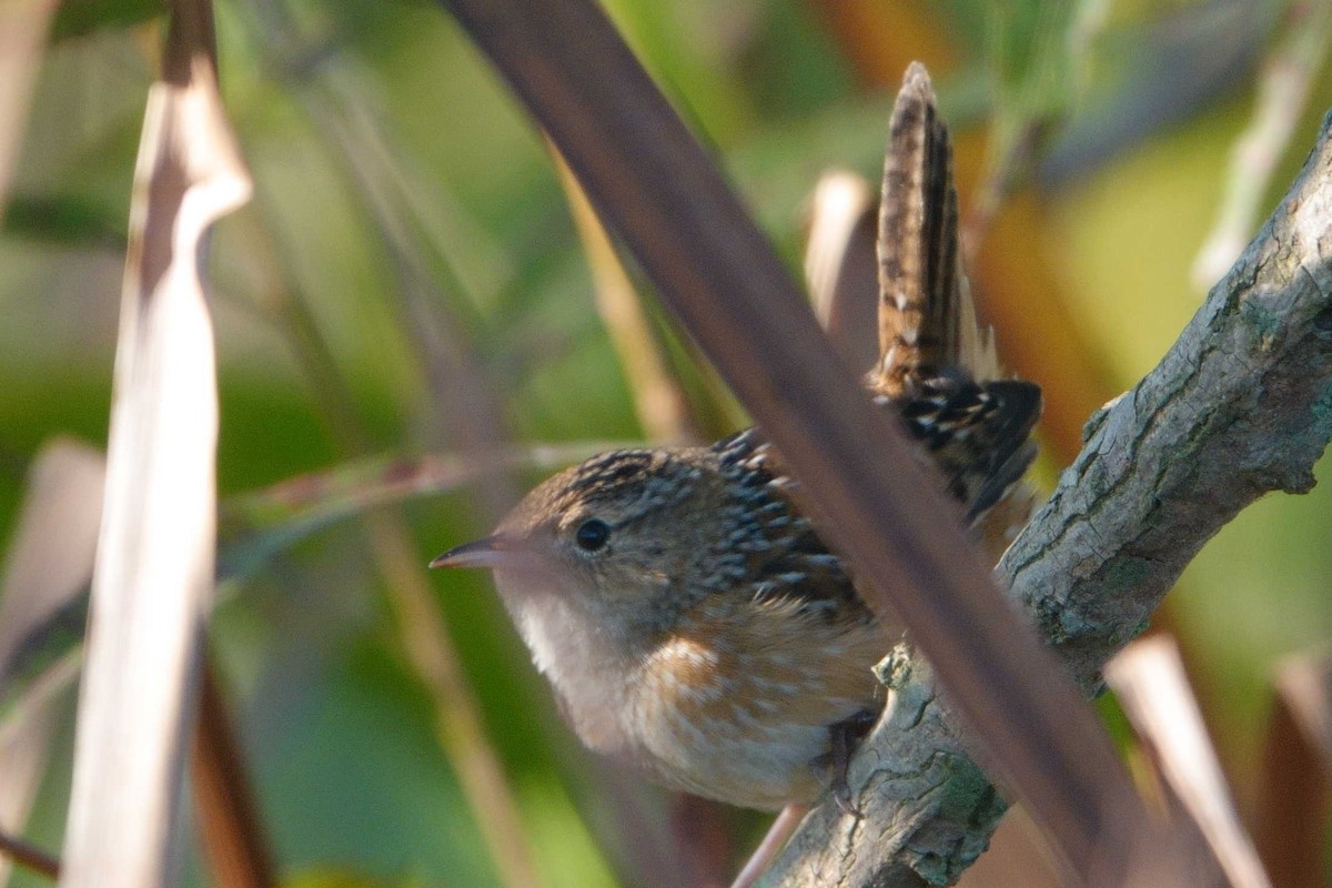 Sedge Wren - ML642107108