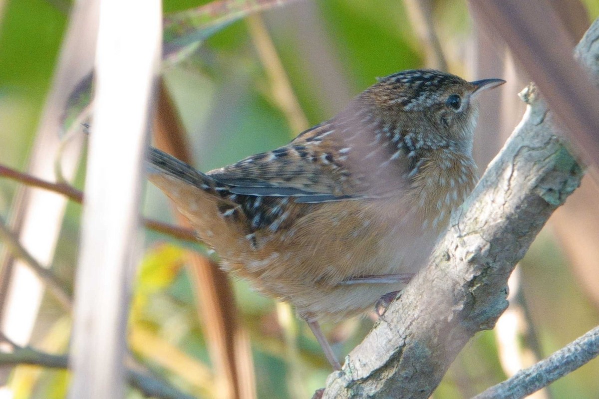 Sedge Wren - ML642107109