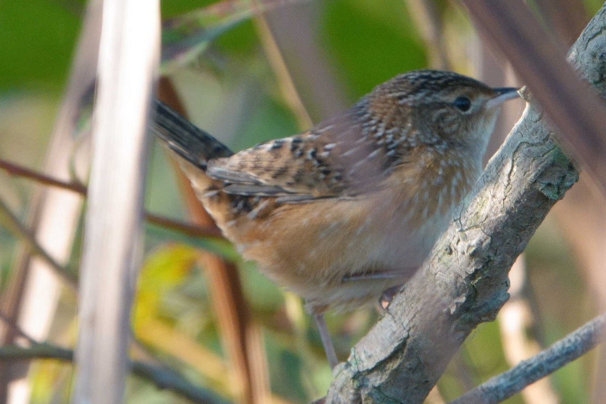 Sedge Wren - ML642107110