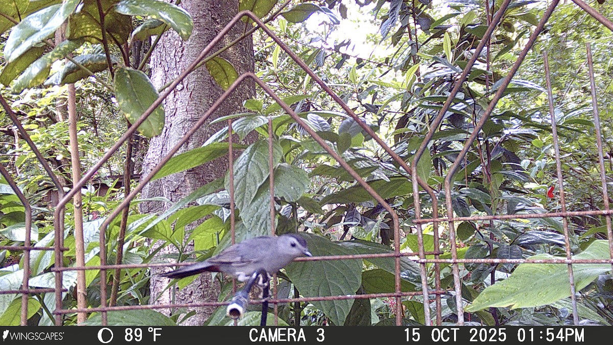 drozdec černohlavý - ML642107129