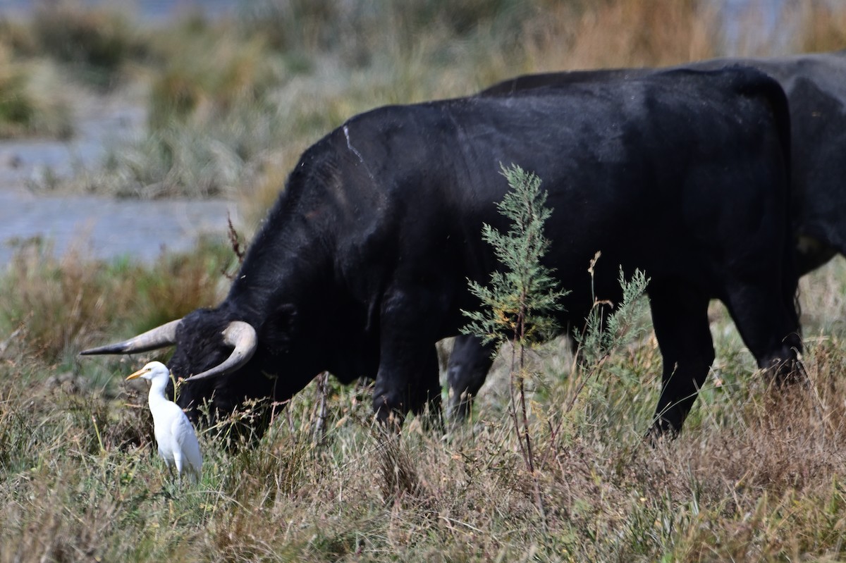 Western Cattle-Egret - ML642107136