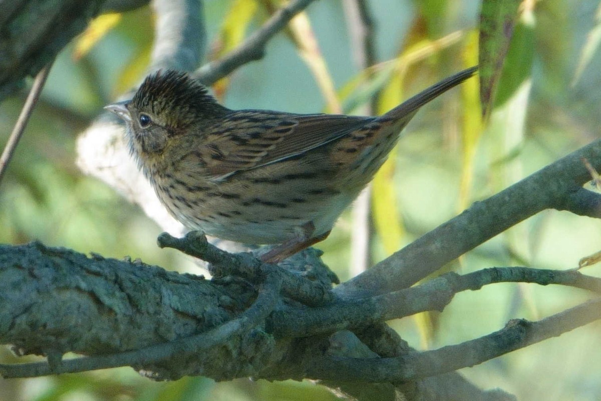 Lincoln's Sparrow - ML642107141