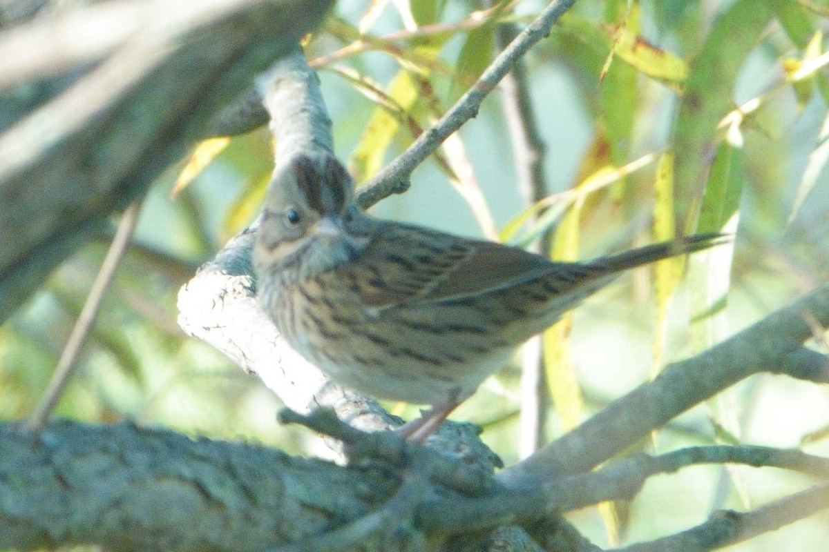 Lincoln's Sparrow - ML642107142