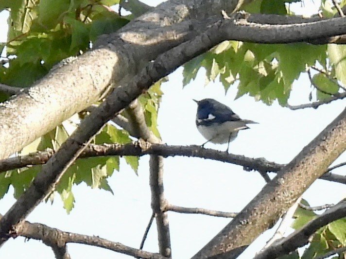 Black-throated Blue Warbler - ML642107147