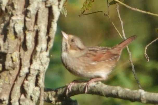 Swamp Sparrow - ML642107153