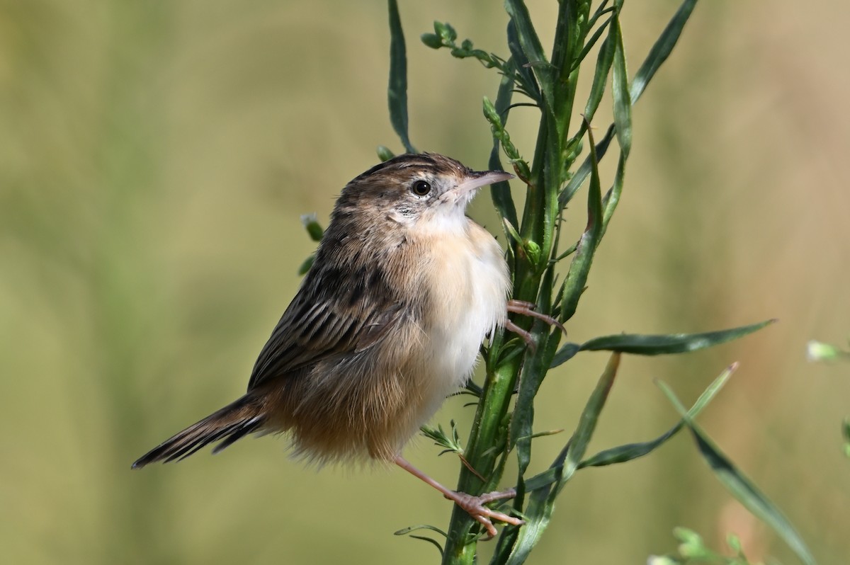 Zitting Cisticola - ML642107166