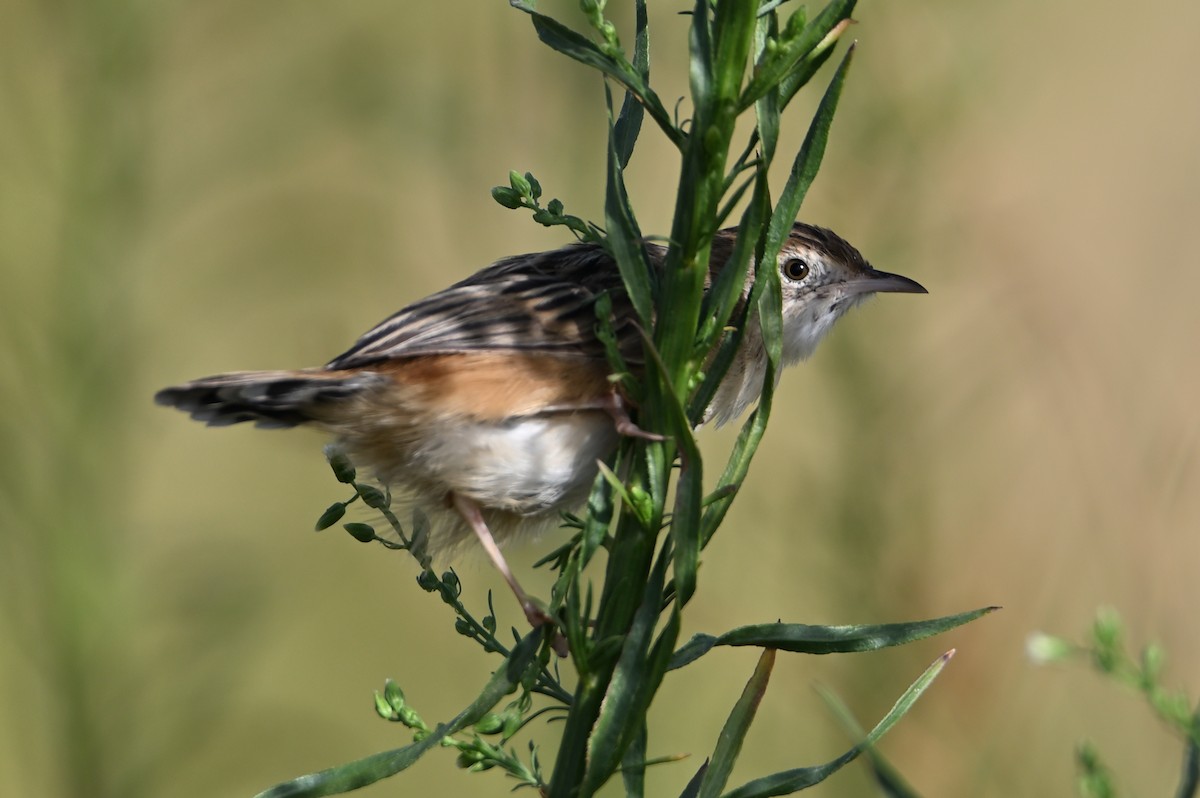Zitting Cisticola - ML642107167