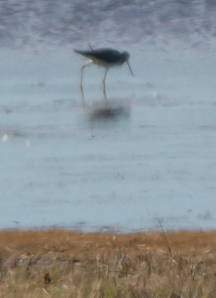 Greater Yellowlegs - ML642107188