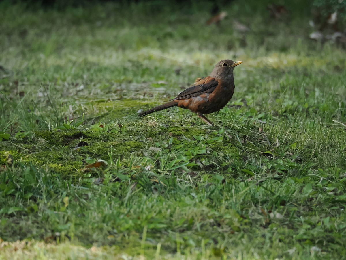 Chestnut Thrush - ML642107226