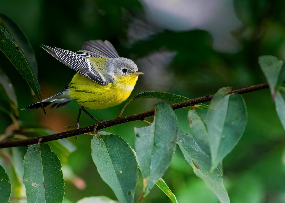 Magnolia Warbler - ML642107231