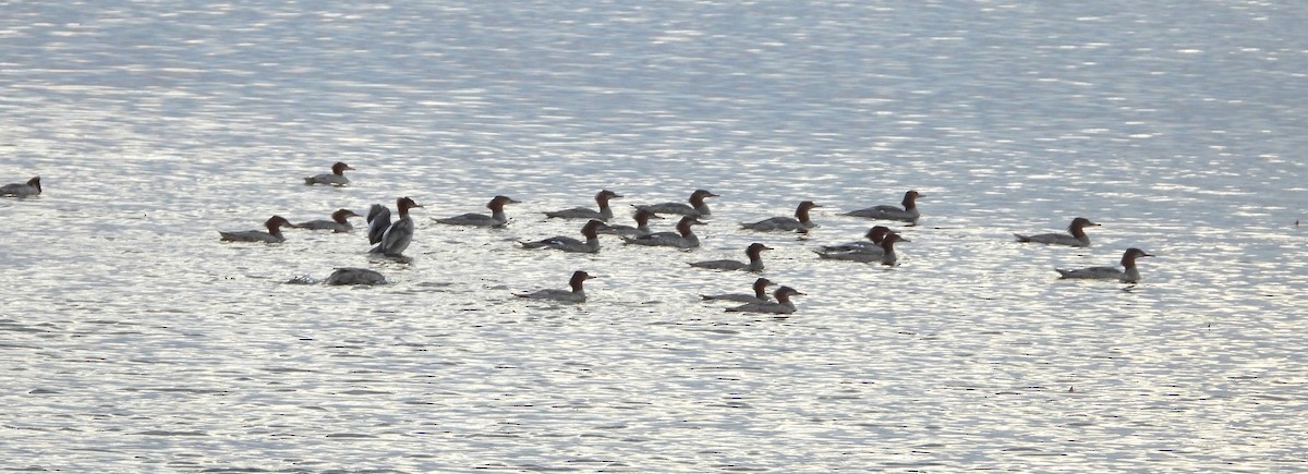 Common Merganser - ML642107238