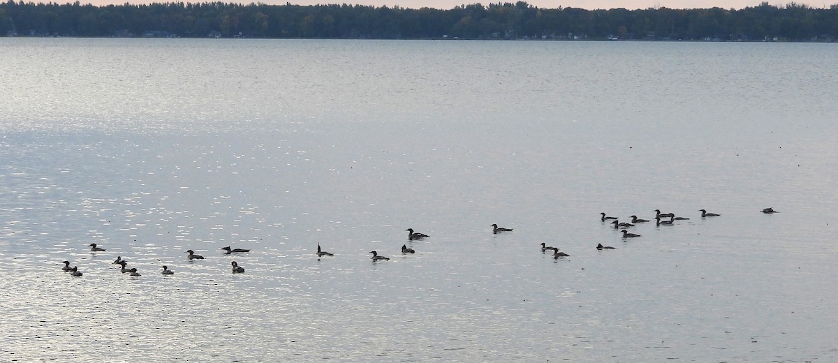 Common Merganser - ML642107239