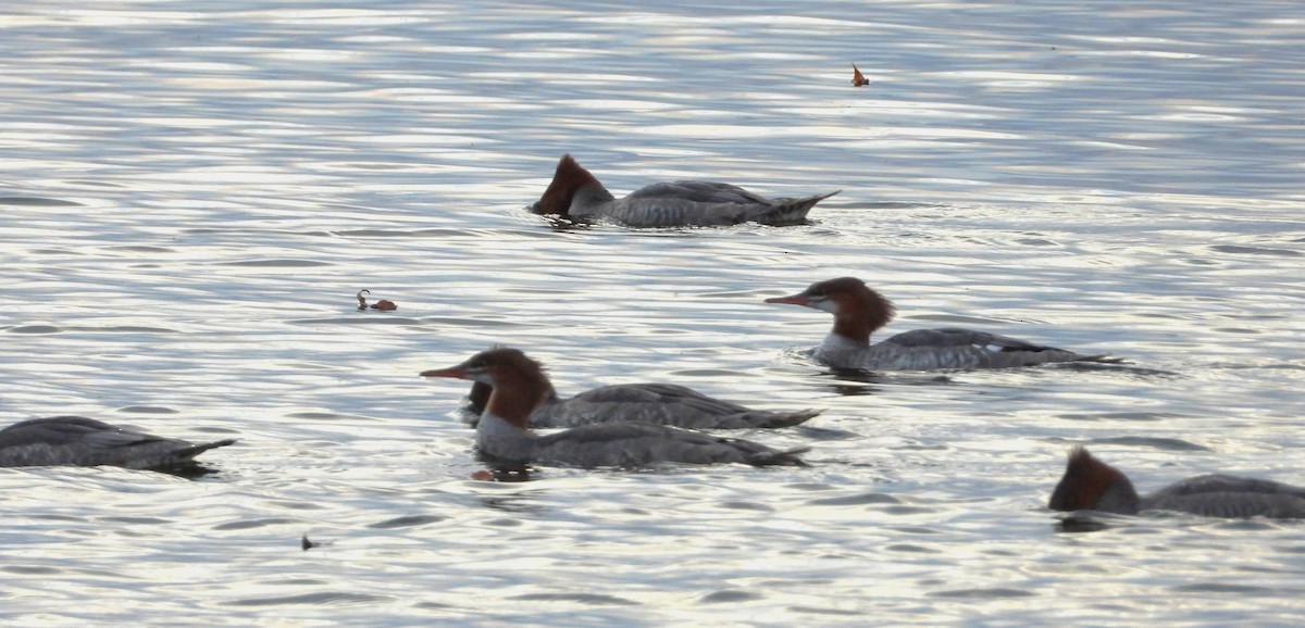 Common Merganser - ML642107240