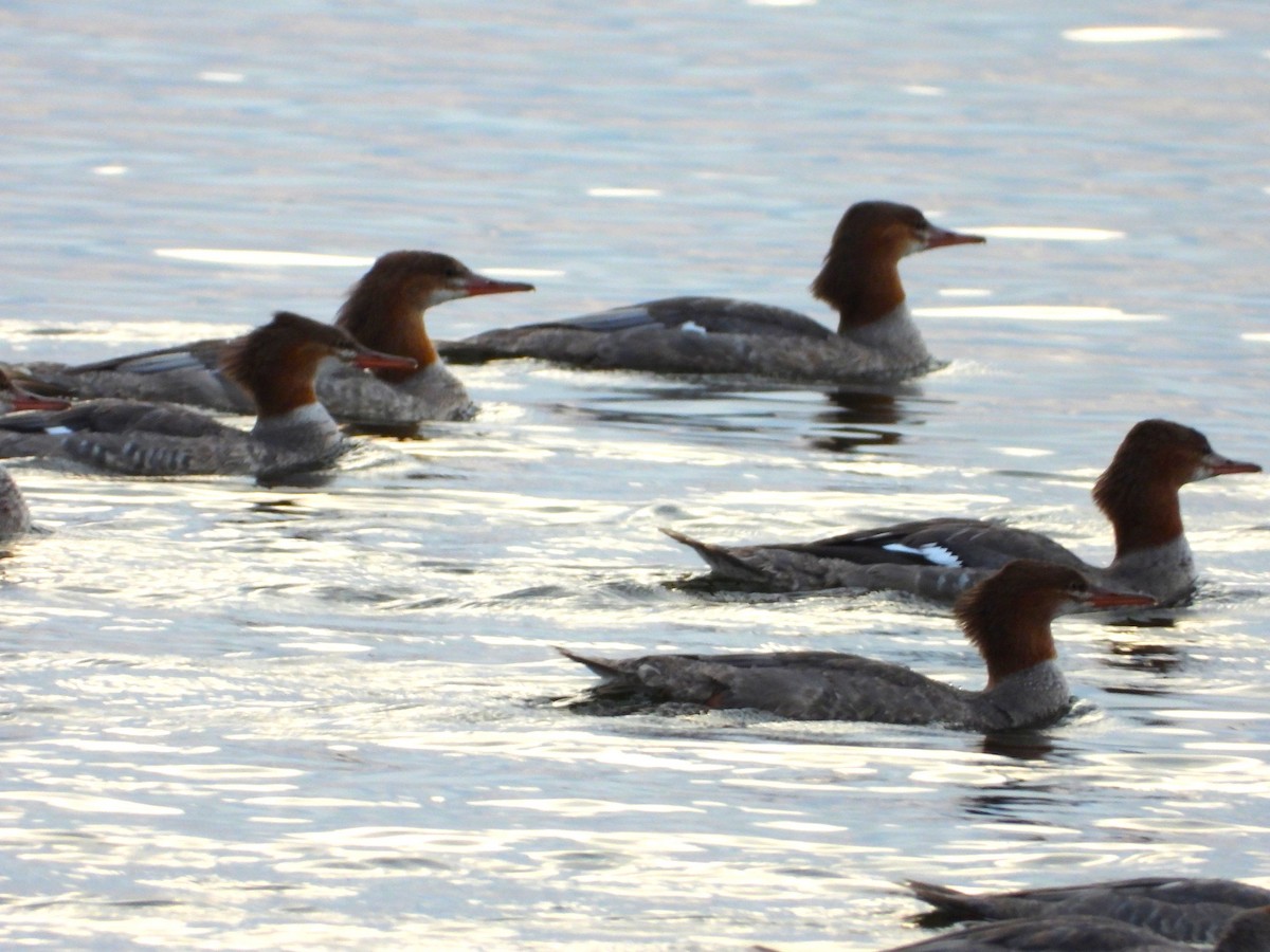 Common Merganser - ML642107241