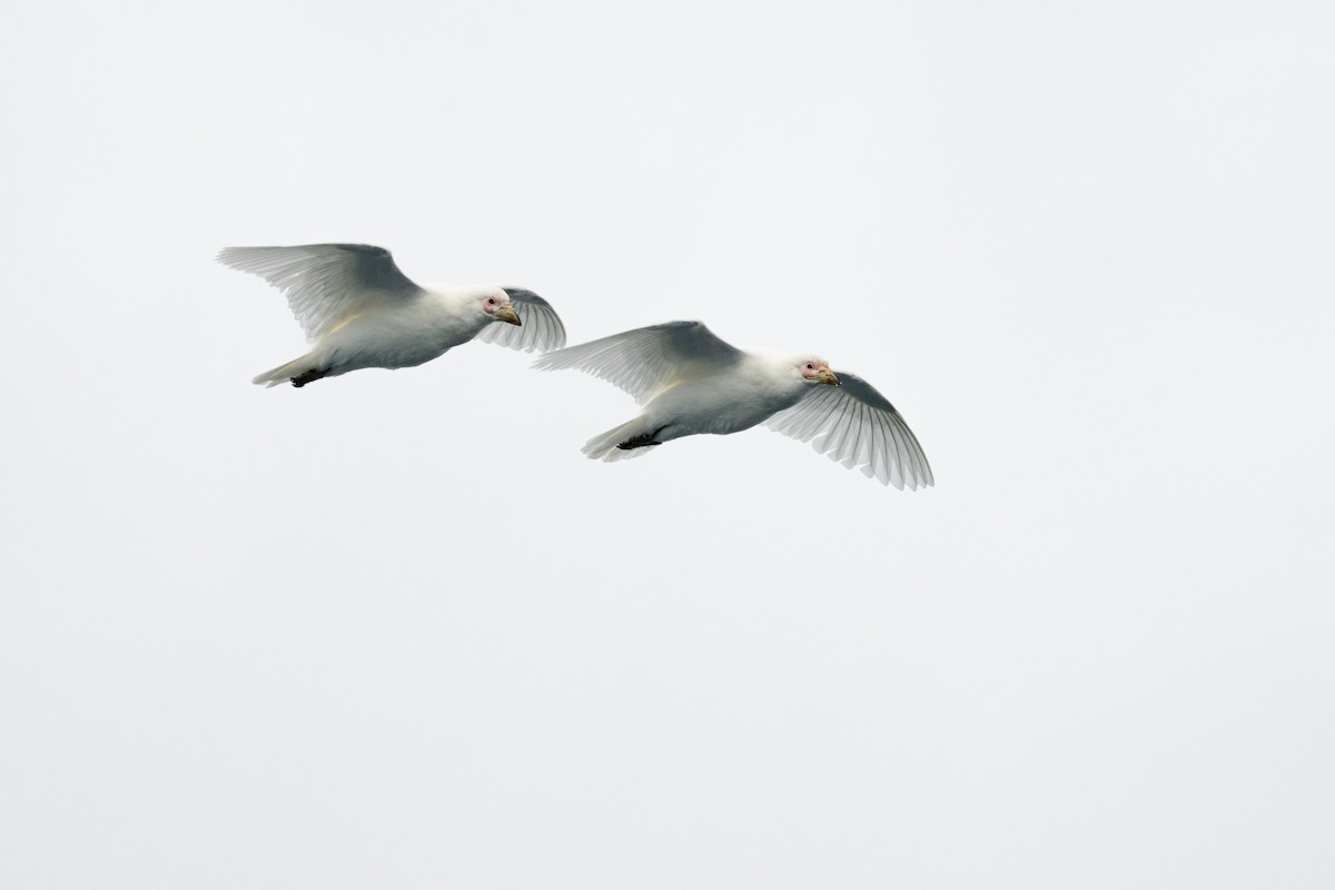 Snowy Sheathbill - ML642107247