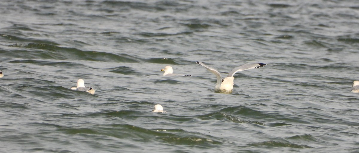 Ring-billed Gull - ML642107248
