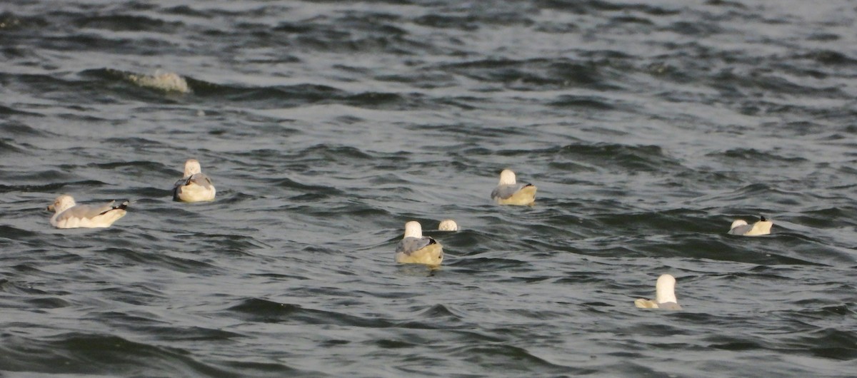 Ring-billed Gull - ML642107249