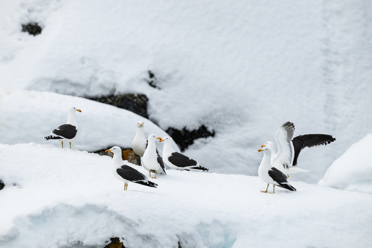 Kelp Gull - ML642107252