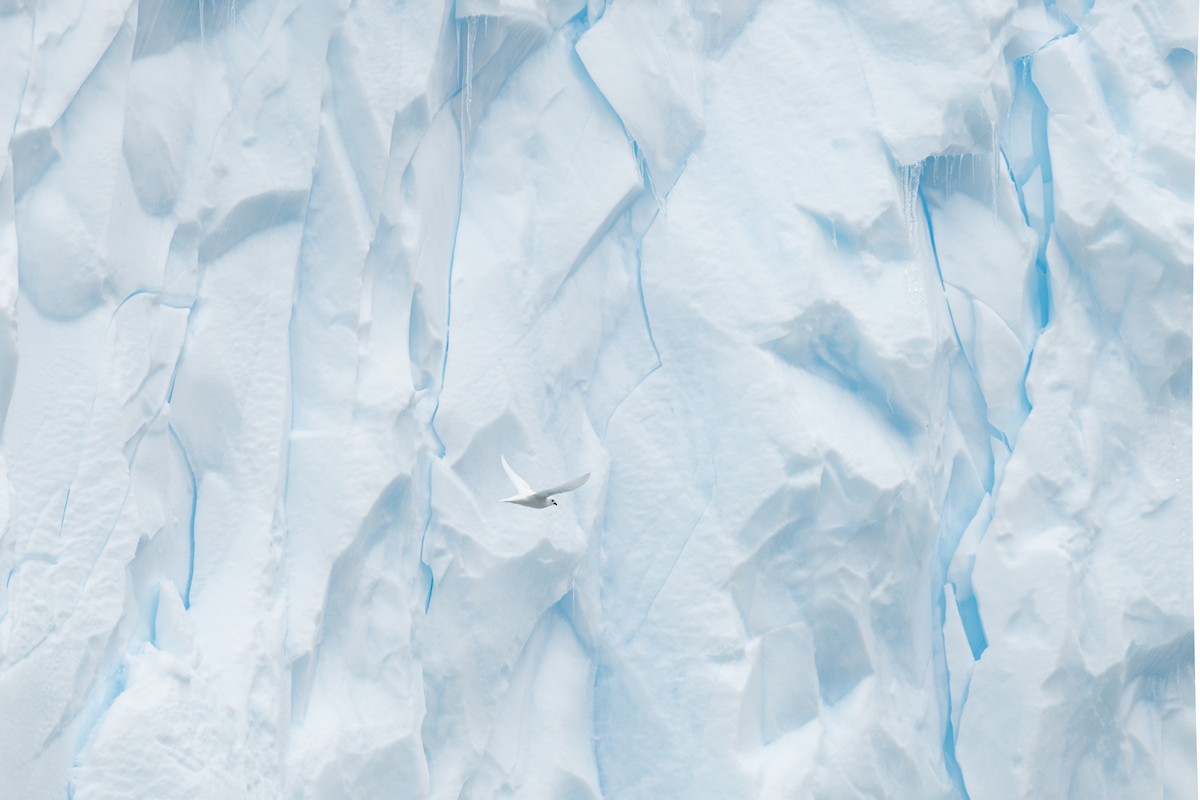 Snow Petrel - ML642107254