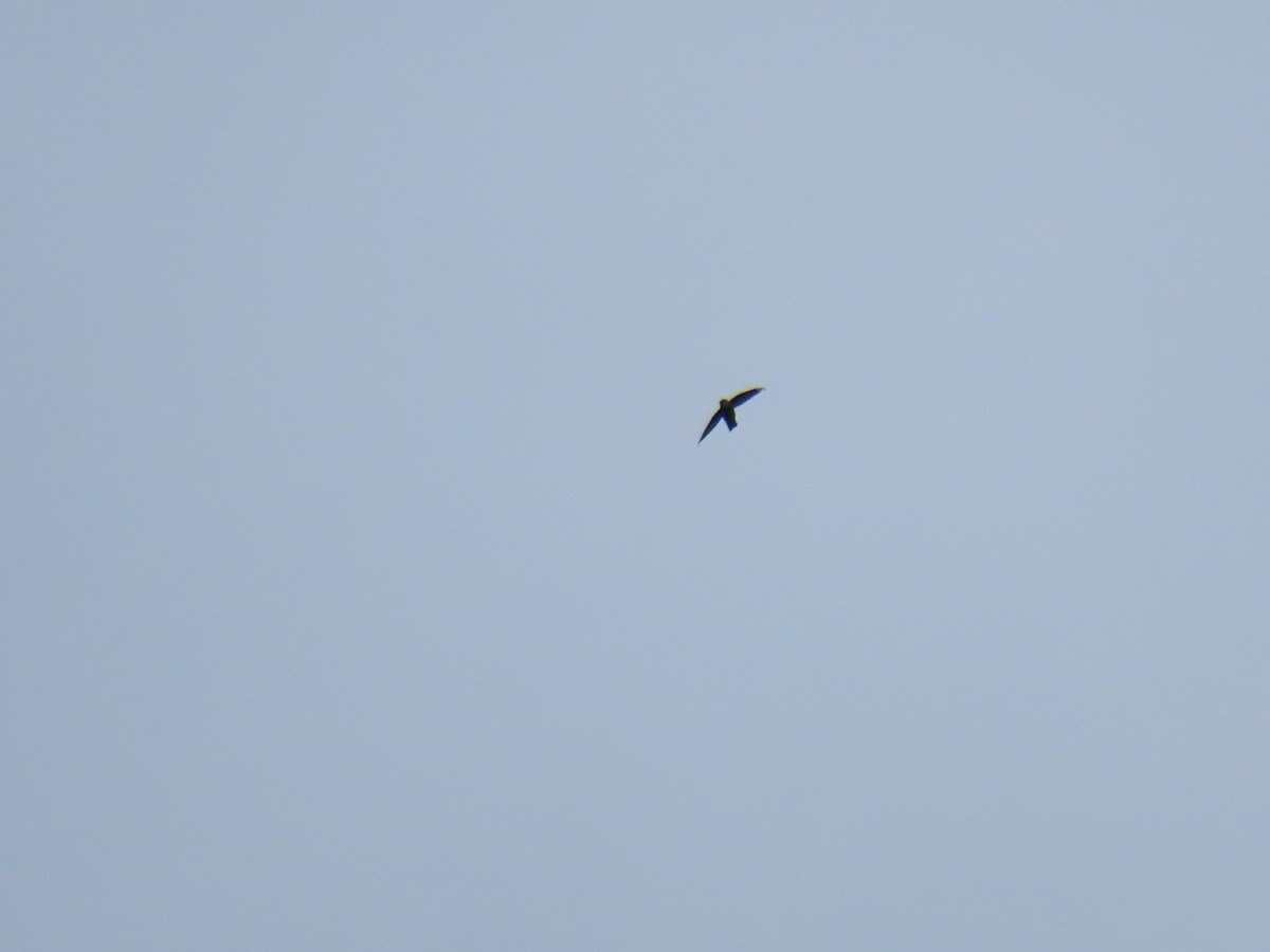 House Swift - ML642107260