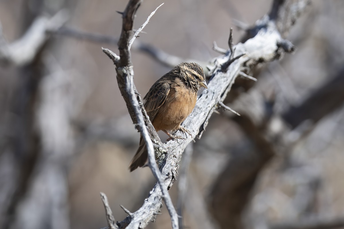 Cinnamon-breasted Bunting - ML642107276
