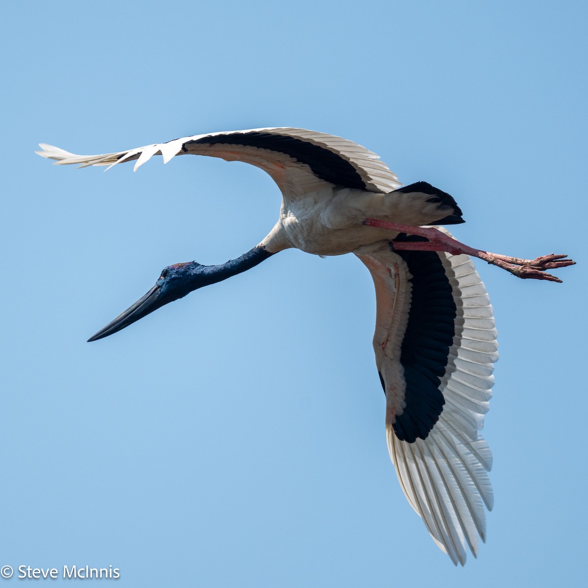 Black-necked Stork - ML642107277