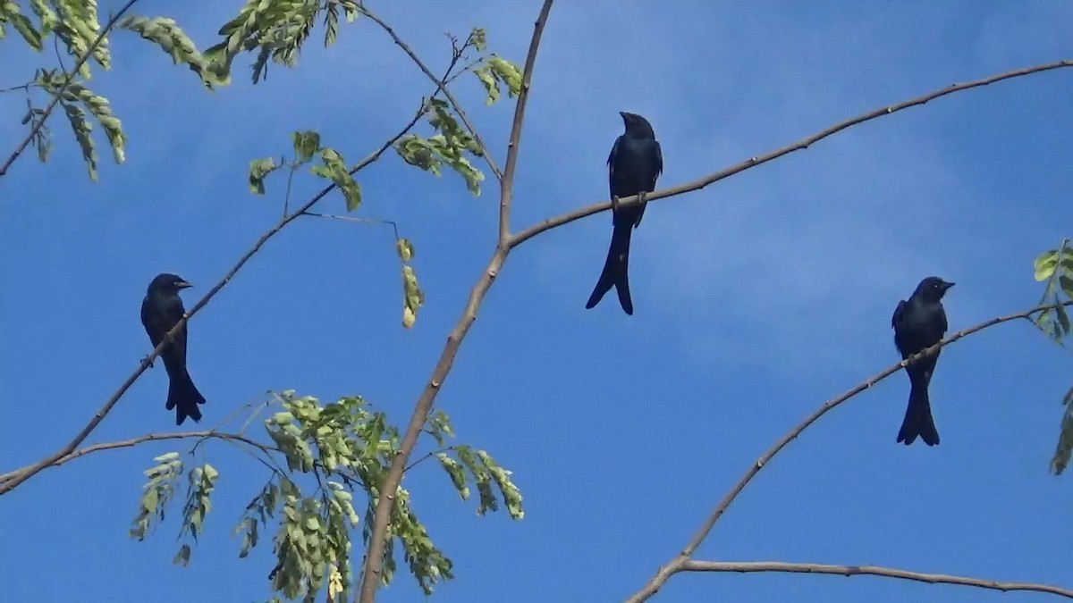 svartdrongo - ML642107278