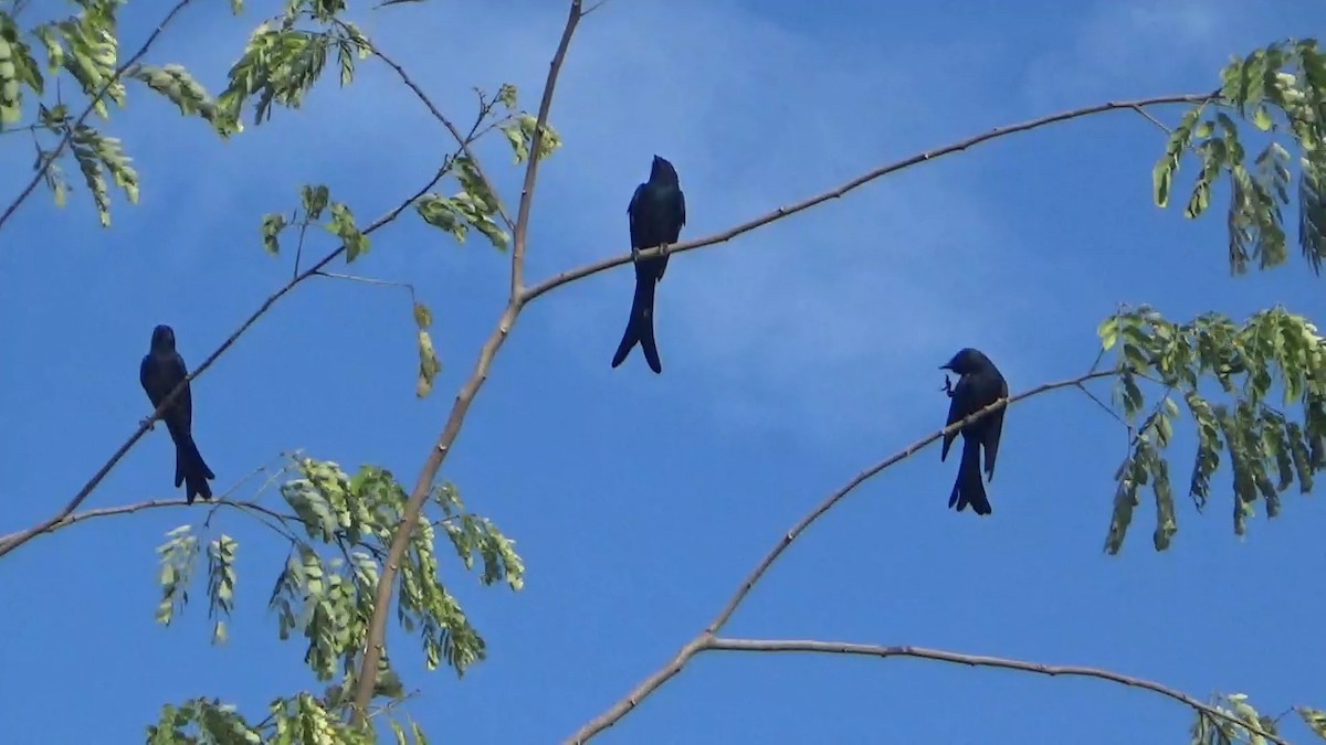 svartdrongo - ML642107279