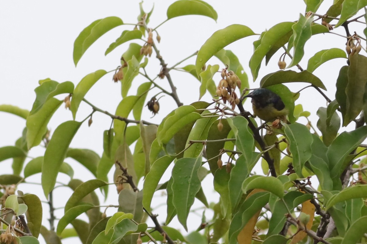 Brown-throated Sunbird - ML642107282