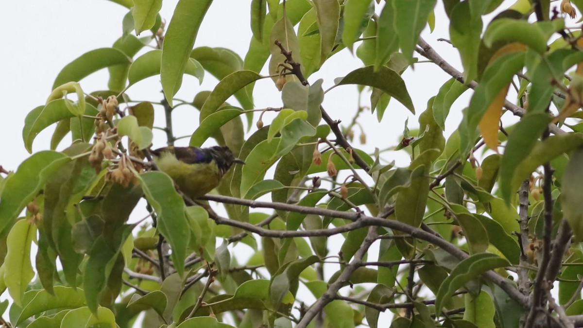 Brown-throated Sunbird - ML642107283